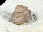 Enrolled Paciphacops Trilobite - Oklahoma #45431-2